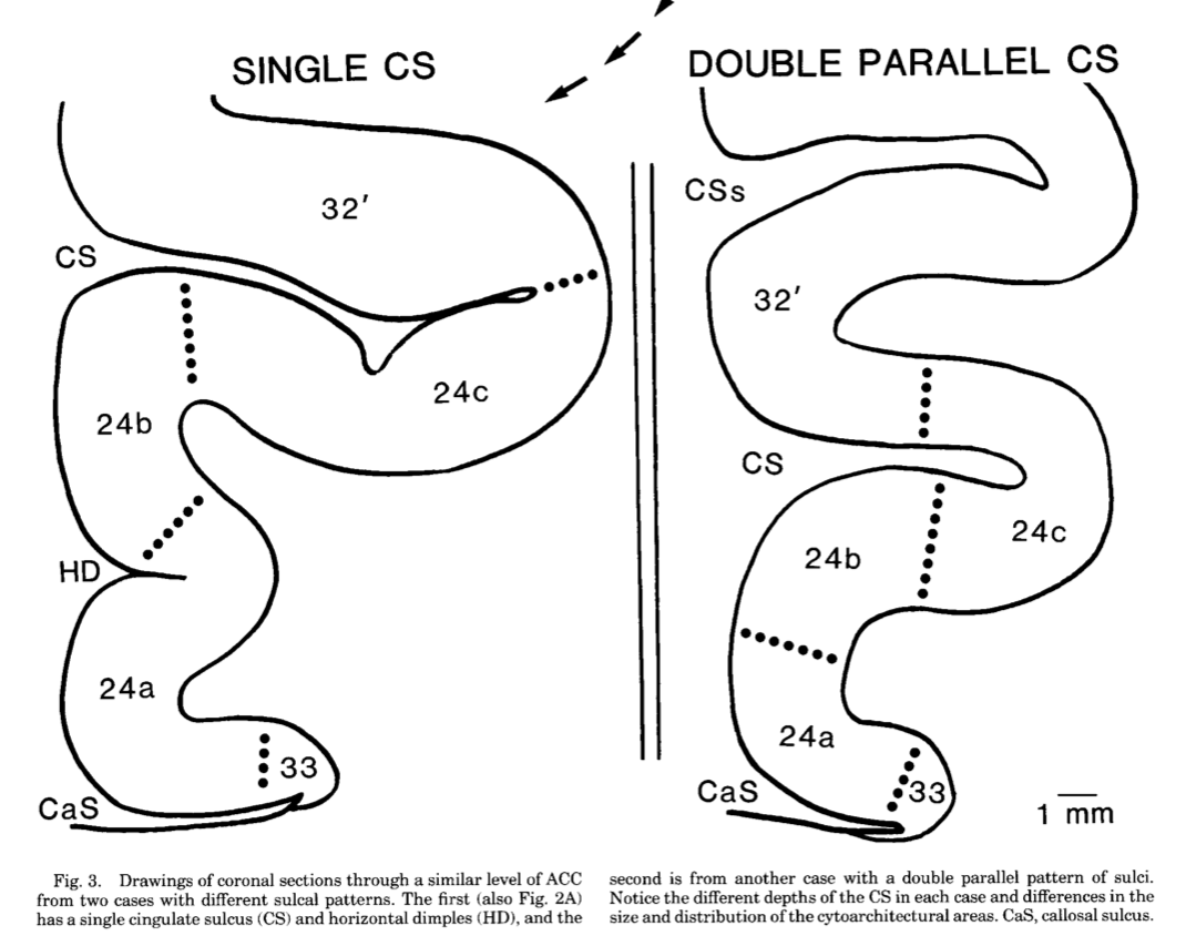 CS Cytoarchitecture